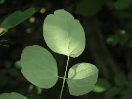 Attēlu rezultāti vaicājumam “Thalictrum lucidum leaf”