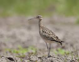 Image result for Numenius minutus