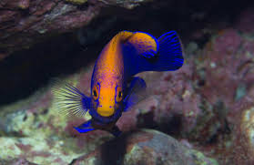 Image result for Diplodus helenae