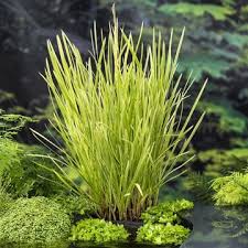 Attēlu rezultāti vaicājumam “Glyceria maxima fruit”