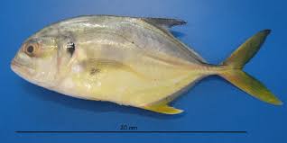 Image result for Caranx hippos