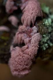 Attēlu rezultāti vaicājumam “Stemonitis fusca young”