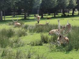 Image result for Dunham Massey Angling Club