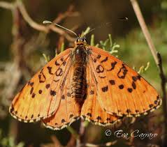 Attēlu rezultāti vaicājumam “Melitaea didyma underside”