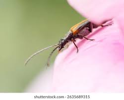 Attēlu rezultāti vaicājumam “Oedemera femorata”