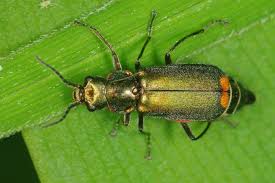 Attēlu rezultāti vaicājumam “Malachius bipustulatus”