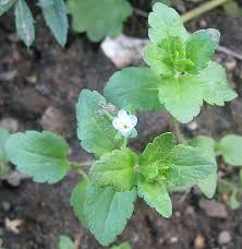 Attēlu rezultāti vaicājumam “Veronica agrestis”