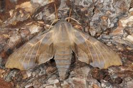 Attēlu rezultāti vaicājumam “Laothoe amurensis”