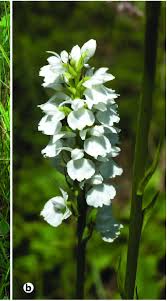 Attēlu rezultāti vaicājumam “Dactylorhiza maculata”