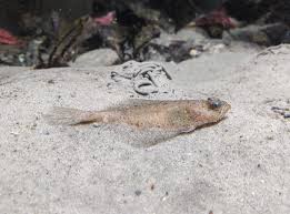 Image result for Hippoglossoides platessoides