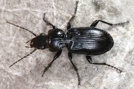 Attēlu rezultāti vaicājumam “Pterostichus aterrimus”