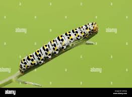 Attēlu rezultāti vaicājumam “Shargacucullia scrophulariae”