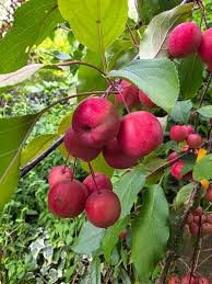 Attēlu rezultāti vaicājumam “Malus prunifolia”