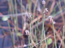 Attēlu rezultāti vaicājumam “Eleocharis uniglumis flower”