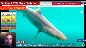 Image result for Paragaleus pectoralis