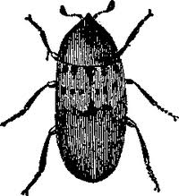 Attēlu rezultāti vaicājumam “Dermestidae”