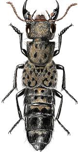 Attēlu rezultāti vaicājumam “Ontholestes murinus”