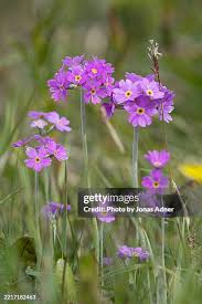 Attēlu rezultāti vaicājumam “Primula farinosa flower”