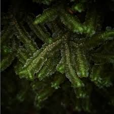 Attēlu rezultāti vaicājumam “Bazzania trilobata”