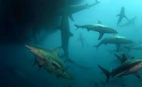 Image result for Carcharhinus brachyurus
