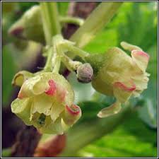 Attēlu rezultāti vaicājumam “Ribes nigrum flower”
