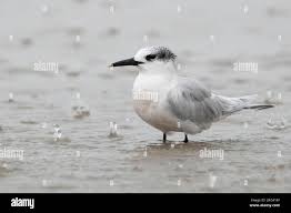 Attēlu rezultāti vaicājumam “Sterna sandvicensis adult”