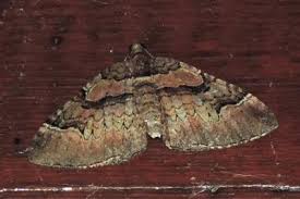 Attēlu rezultāti vaicājumam “Catarhoe rubidata”