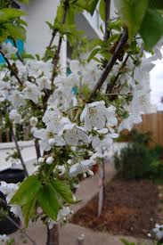 Attēlu rezultāti vaicājumam “Prunus avium flower”