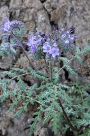 Attēlu rezultāti vaicājumam “Phacelia tanacetifolia leaf”