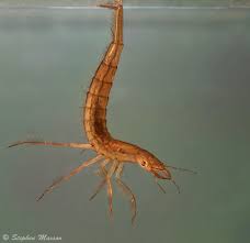 Attēlu rezultāti vaicājumam “Dytiscus sp. larva”