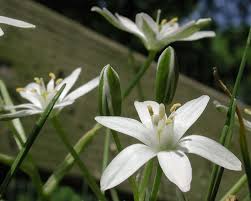 Attēlu rezultāti vaicājumam “Ornithogalum umbellatum”
