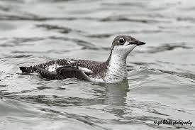 Image result for Brachyramphus perdix