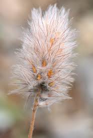 Attēlu rezultāti vaicājumam “Trifolium arvense”