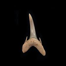 Image result for Odontaspis ferox