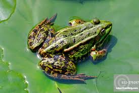 Attēlu rezultāti vaicājumam “Pelophylax”