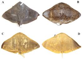 Image result for Gymnura natalensis