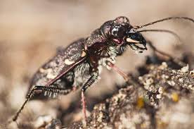 Attēlu rezultāti vaicājumam “Cicindela sylvatica imago”