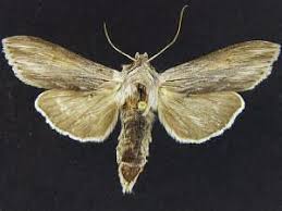 Attēlu rezultāti vaicājumam “Cucullia umbratica”