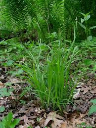 Attēlu rezultāti vaicājumam “Hemitrichia sordivesiculosa sessile”