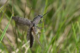 Attēlu rezultāti vaicājumam “Actenicerus sjaelandicus”
