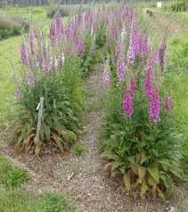 Image result for Digitalis purpurea