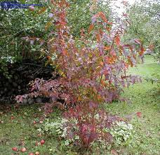Attēlu rezultāti vaicājumam “Acer tataricum subsp. ginnala flower”