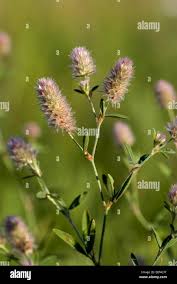 Attēlu rezultāti vaicājumam “Trifolium arvense fruit”