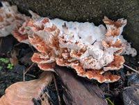 Attēlu rezultāti vaicājumam “Abortiporus biennis”