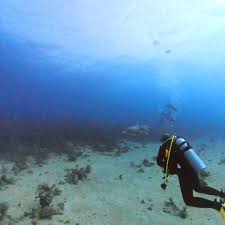 Image result for Kingston and Elmbridge Snorkellers