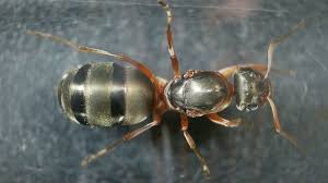 Attēlu rezultāti vaicājumam “Cribraria rufa macro”