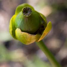 Attēlu rezultāti vaicājumam “Nuphar lutea fruit”
