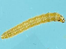 Attēlu rezultāti vaicājumam “Mellicta athalia larva”