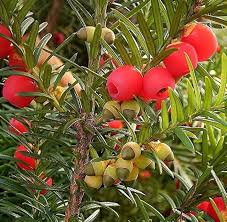 Attēlu rezultāti vaicājumam “Taxus baccata”