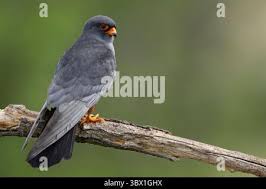 Attēlu rezultāti vaicājumam “Falco vespertinus adult”